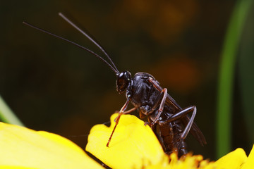 Bee insects in the nature