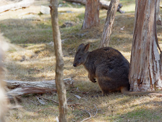 Hiding wallaby