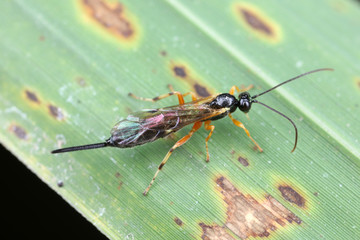 Cameron in the natural environment