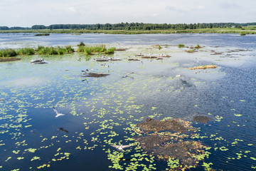 Seagulls flying above the green boggy lake