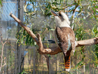 Laughing kookaburra