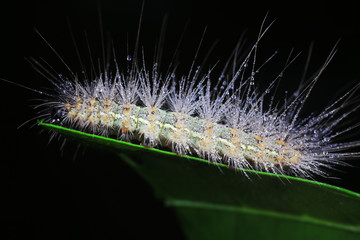 caterpillar is in the natural environment