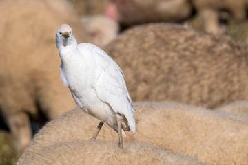 little egret on the sheep's rump