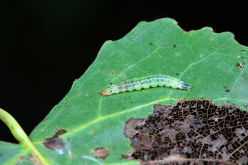 Meat insects in the natural environment
