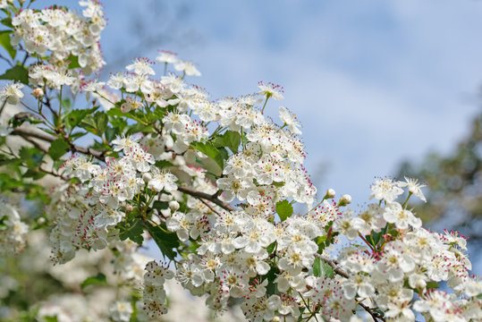 Wei&szlig;dornbl&uuml;ten im Fr&uuml;hling