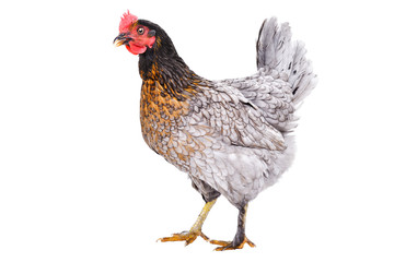 Gray chicken, side view, isolated on white background