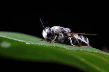 Diptera insects in nature