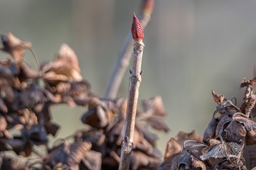 bud in spring