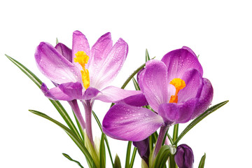 Crocus flowers isolated on white background