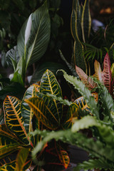 Closeup of green foliages plants in a garden
