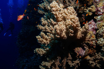 Naklejka na ściany i meble Finger leather coral at the Red Sea, Egypt