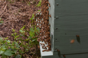 honey harvest on hives