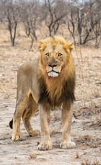 Male Lion