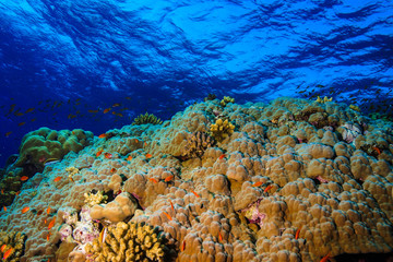Coral Reef at the Red Sea, Egypt