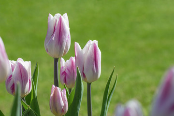 White and purple motley tulips against a green lawn.Colorful flowers  in sunshine on the background of bright grass.Spring bloom.Blurred image.