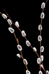 Pussy willows, willow catkins on black background.