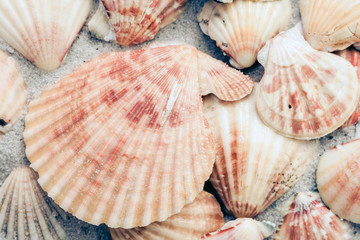 Seashells on the sand, summer beach background, travel concept .