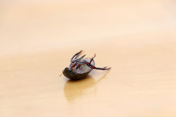 Insect lie supine on the wooden floor. It is the large insect.