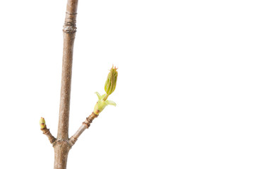 Maple (Acer platanoides) branch with buddind leaves in spring. Isolated on a white background.