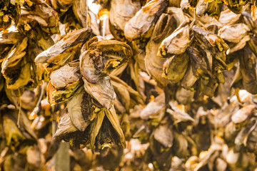 Cod stockfish drying on racks, Lofoten islands Norway