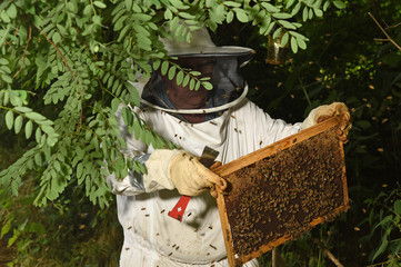 honey harvest on hives