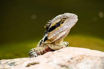 Eastern Water Dragon lizard