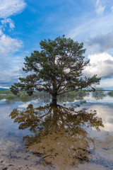 Arbol en el pantano Cuerda del Pozo (Vinuesa, Soria - España).