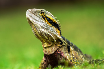 Eastern Water Dragon lizard