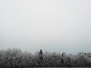 frosted trees during the winter