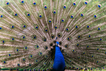Fototapeta premium peacock with feathers out