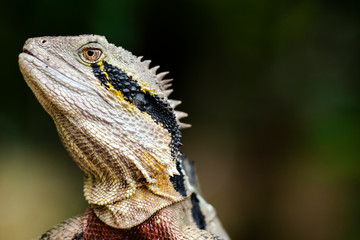 Eastern Water Dragon lizard