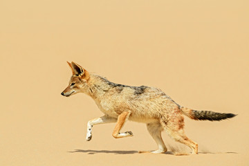 Black-backed Jackal - Canis mesomelas, beautiful young jackal posting in the sand of Namib desert, Walviss Bay, Namibia