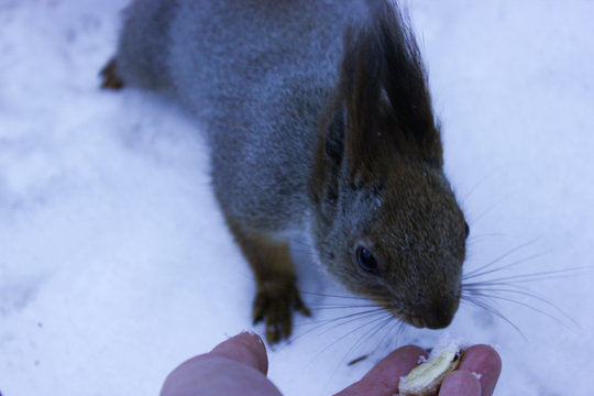 squirrel trying to steal a nut