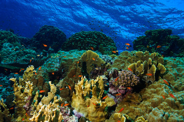 Coral Reef at the Red Sea, Egypt