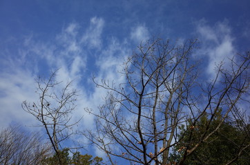 冬の木