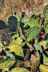 Cactus. Flora in Montenegro
