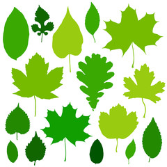 Green leaves set isolated on white background. Vector illustration