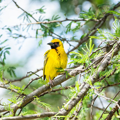 Southern Masked Weaver