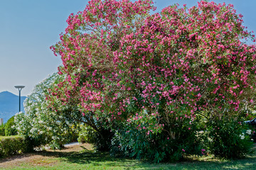 Big bush with flowers, Montenegro