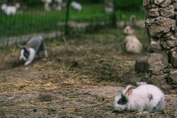 Fototapeta premium Rabbits. Cute little bunnies in the zoo