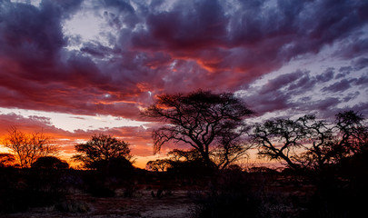 Obraz na płótnie Canvas Sunset in the bush