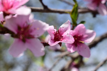 pink flowers of tree