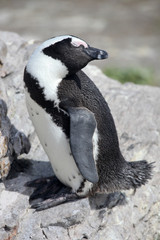 African penguin (Spheniscus demersus) on Boulders Beach near Cape Town South Africa relaxing in the sun