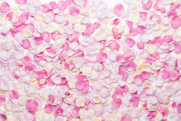 Pink rose flowers petals on white background. Flat lay, top view, copy space.