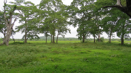 A beautiful Hotel garden view