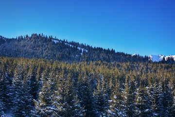 Beautiful winter landscape with snow, forest and clean sky in Karakol, Kyrgyzstan.