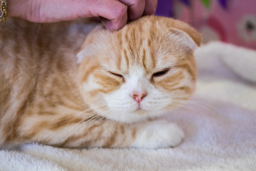 ginger scottish fold kitten at annual cats show