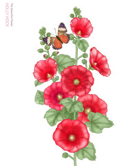 holly hock illustration