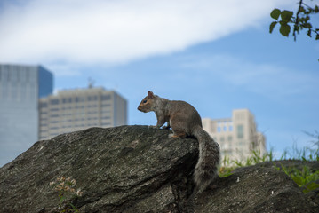 Squirrel sitting on a rocks at Central park in New York on skyscrapers background