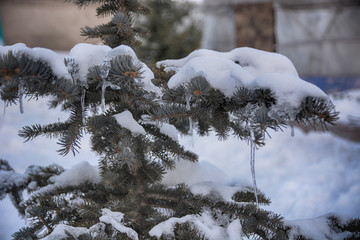 Close up Pine Tree Branches covered with snow with icicles.